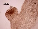 7 - Ramulo di ultimo ordine con cellule corticali che sporgono dal profilo
